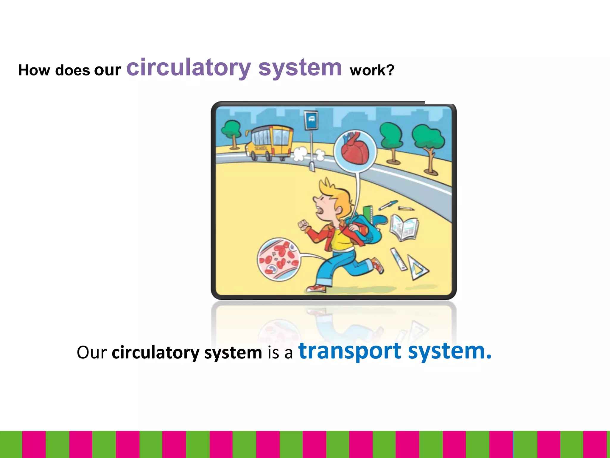 How does our circulatory system work?
Our circulatory system is a transport system.