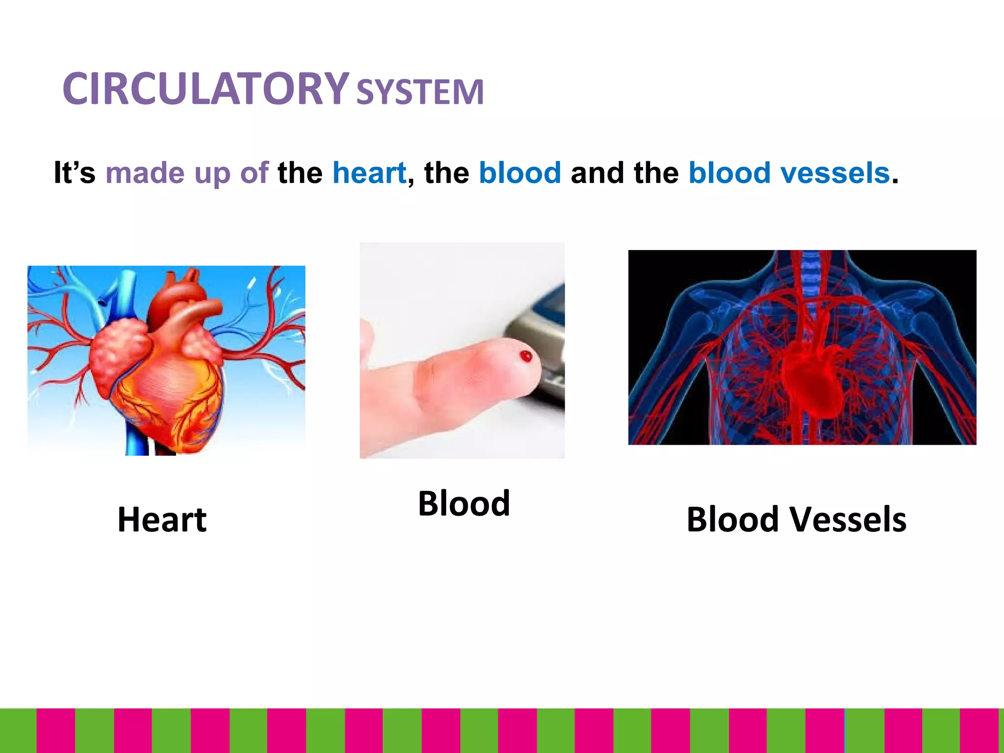 CIRCULATORYSYSTEM
It’s made up of the heart, the blood and the blood vessels.
Heart Blood Blood Vessels