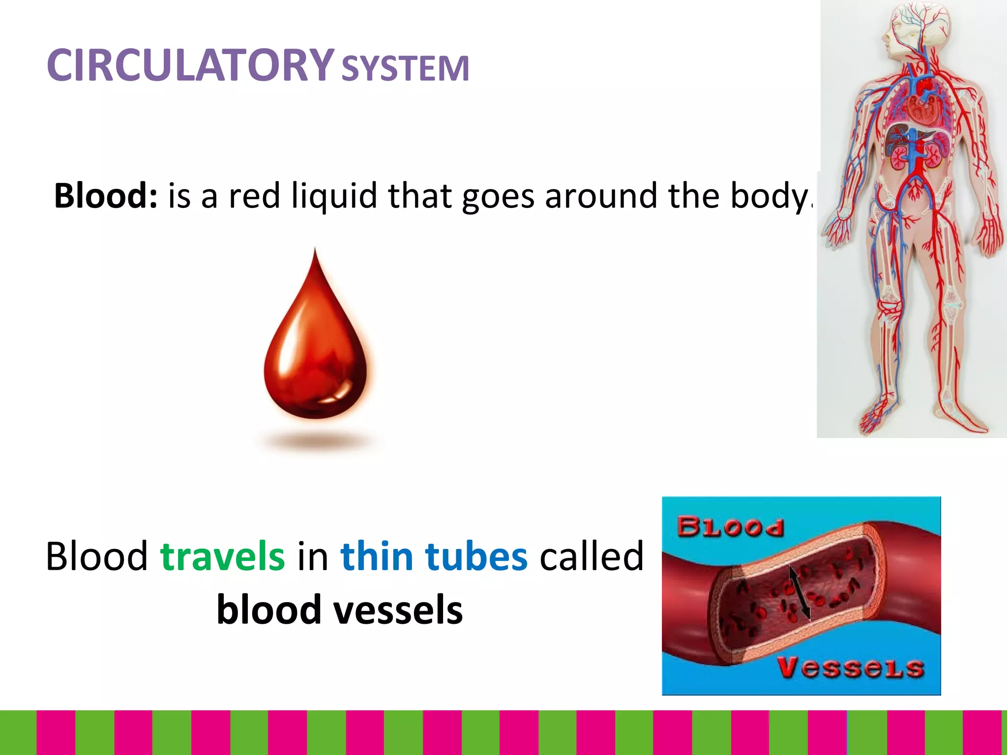 Blood: is a red liquid that goes around the body.
CIRCULATORYSYSTEM
Blood travels in thin tubes called
blood vessels