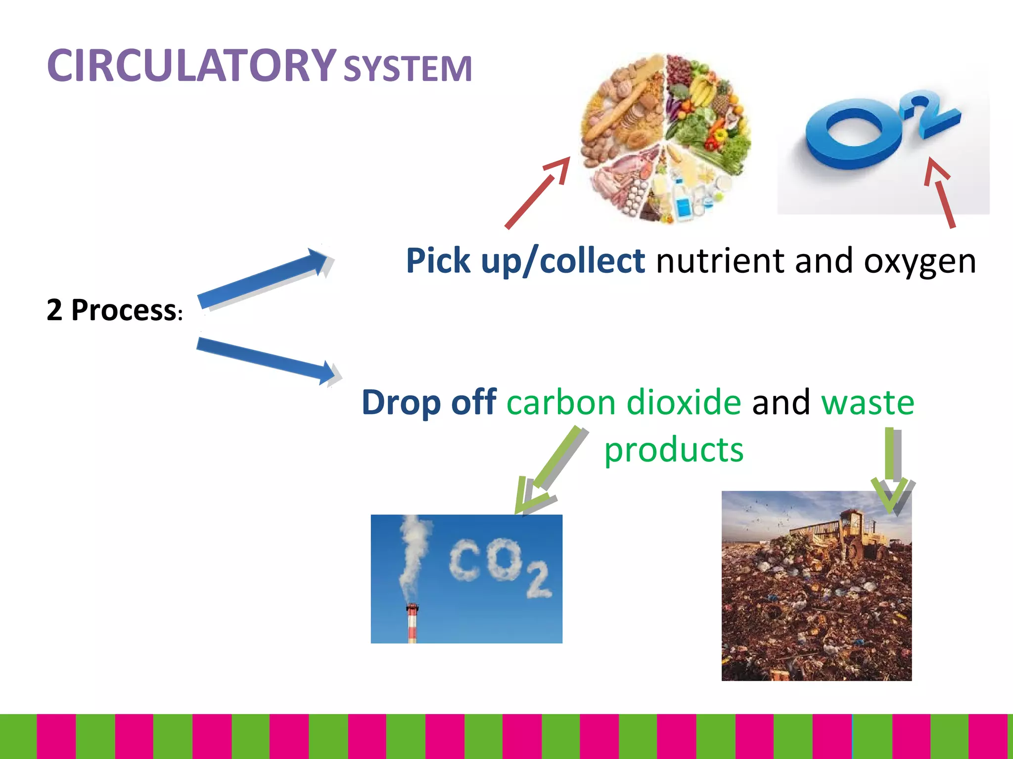 2 Process:
CIRCULATORYSYSTEM
Pick up/collect nutrient and oxygen
Drop off carbon dioxide and waste
products