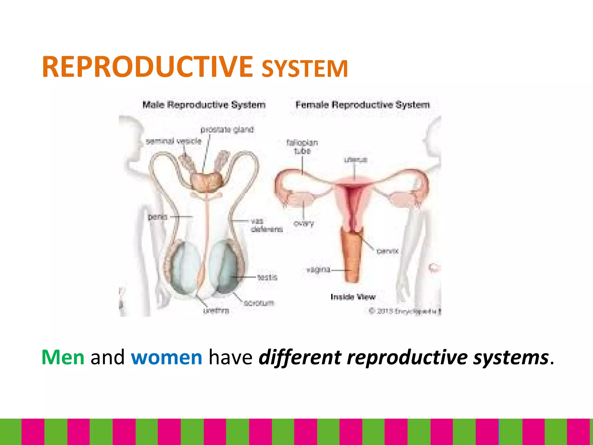 REPRODUCTIVE SYSTEM
Men and women have different reproductive systems.