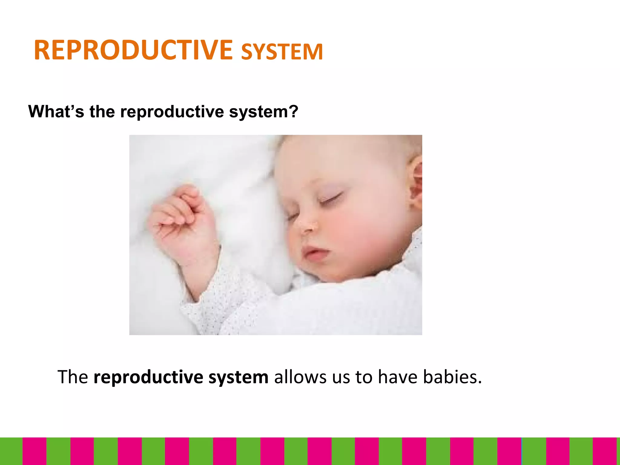 The reproductive system allows us to have babies.
REPRODUCTIVE SYSTEM
What’s the reproductive system?