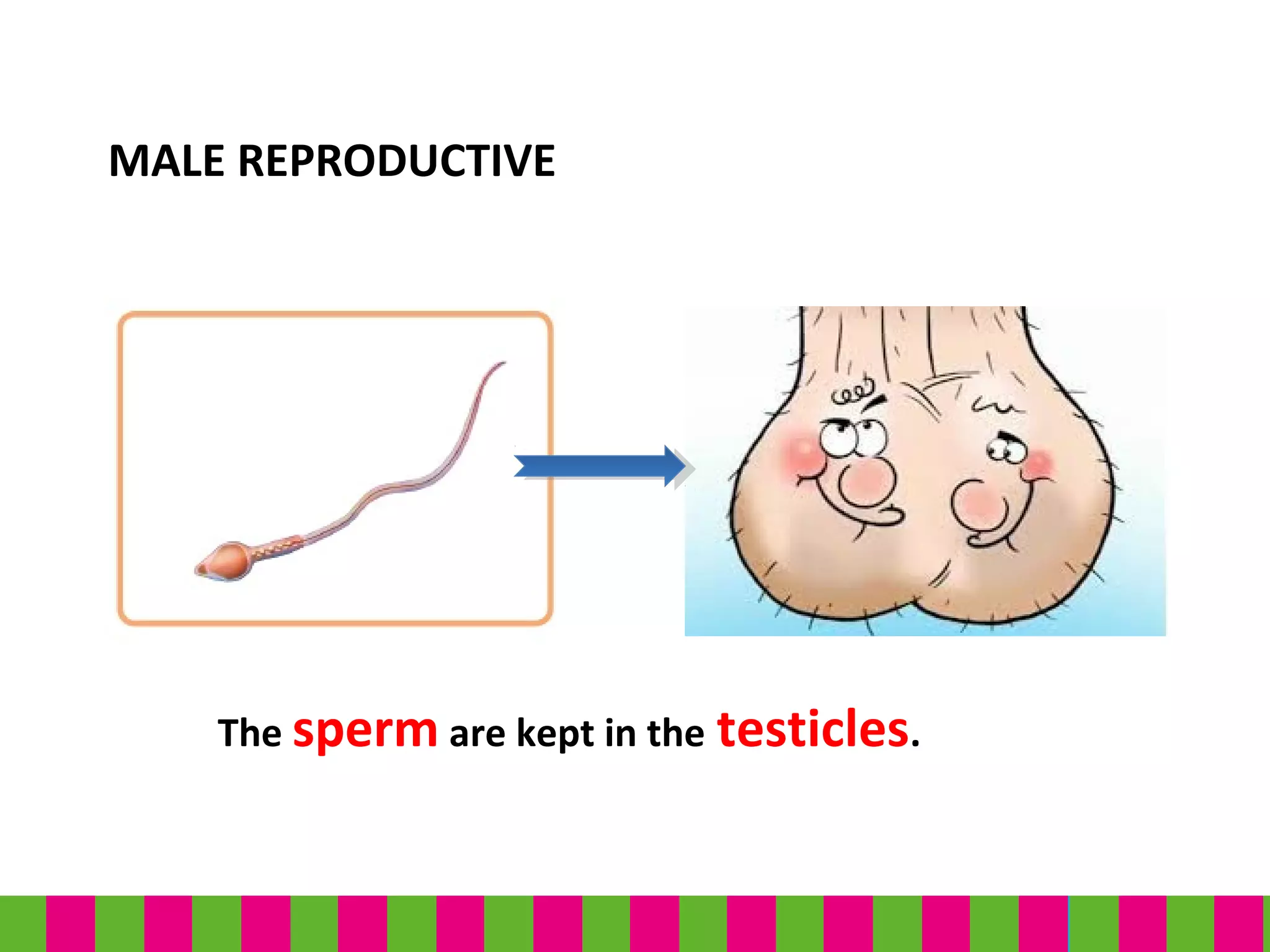 MALE REPRODUCTIVE
The sperm are kept in the testicles.
