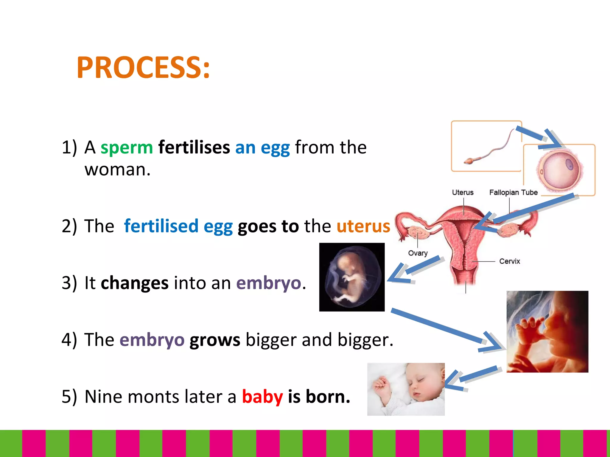 PROCESS:
1) A sperm fertilises an egg from the
woman.
2) The fertilised egg goes to the uterus.
3) It changes into an embryo.
4) The embryo grows bigger and bigger.
5) Nine monts later a baby is born.