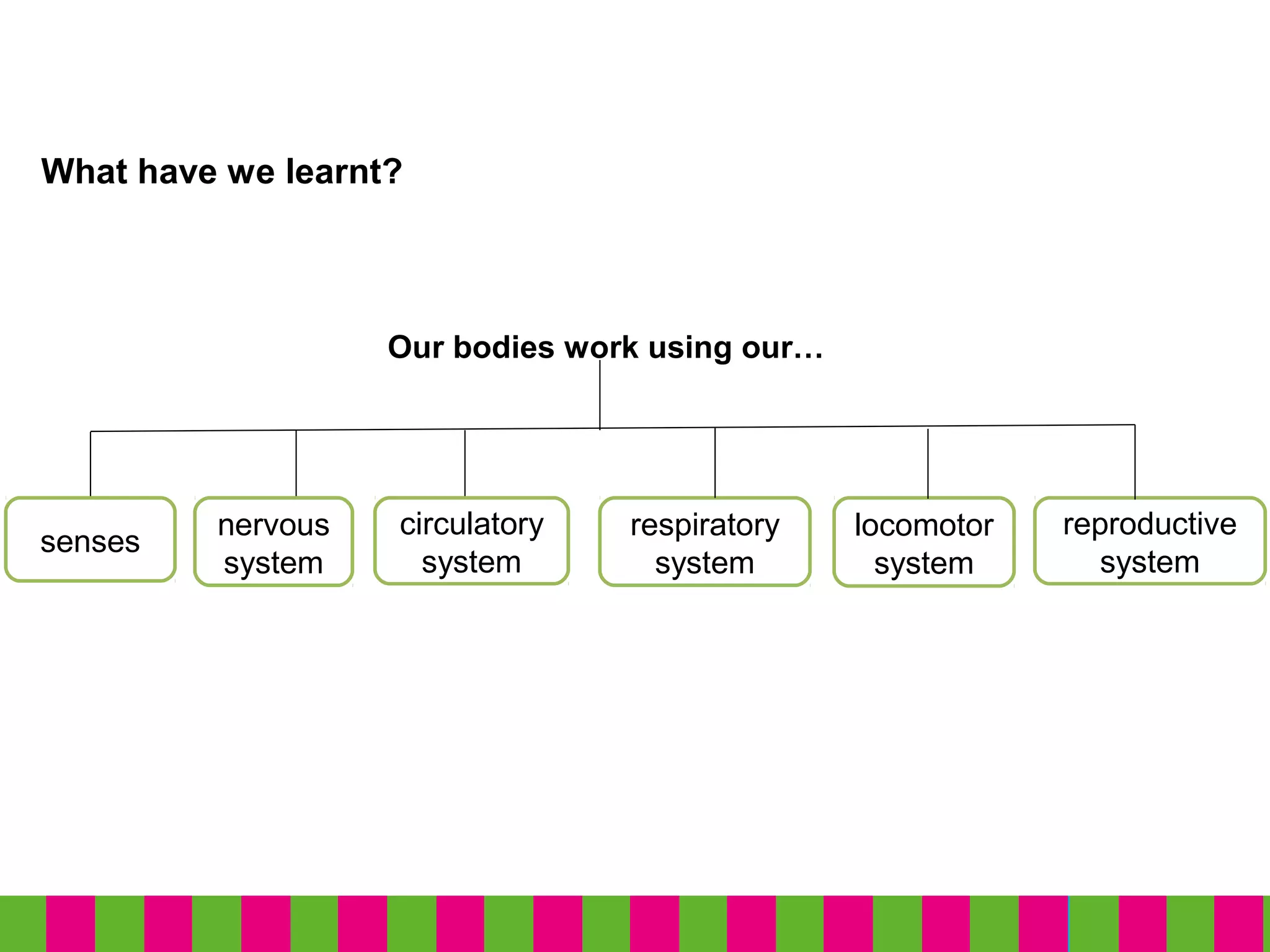 What have we learnt?
senses
nervous
system
circulatory
system
Our bodies work using our…
respiratory
system
locomotor
system
reproductive
system