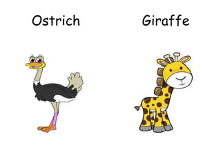 Ostrich Giraffe
 