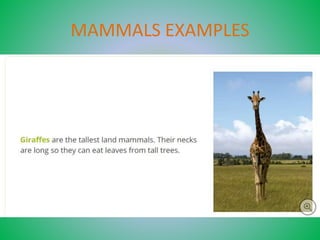 Unit 4. mammals and birds | PPTX