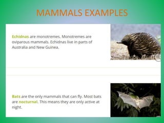 Mammals One Example Unit 4. mammals and birds | PPTX