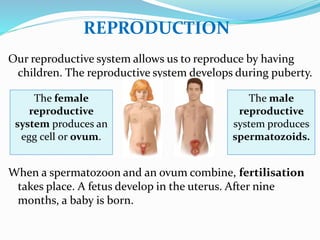 Reproduce Kids Unit 4. human body | PPTX