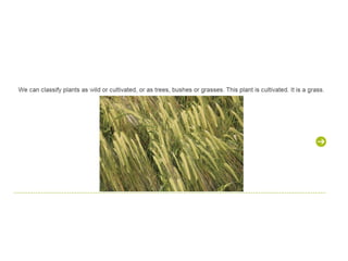 Unit 4. plants