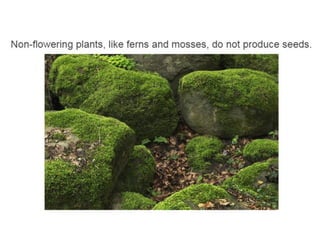 Unit 4. plants