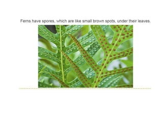 Unit 4. plants