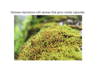 Unit 4. plants