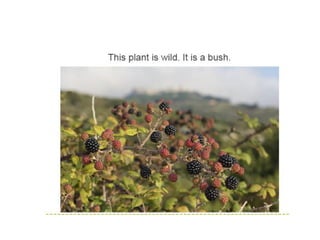 Unit 4. plants