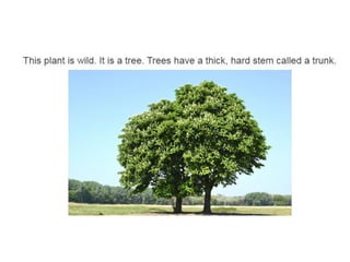 Unit 4. plants