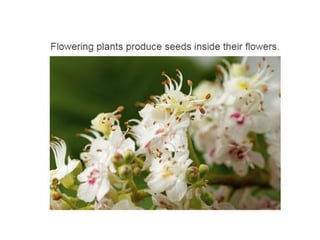 Unit 4. plants