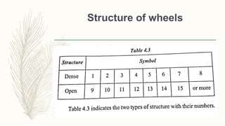 Structure of wheels
 