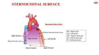 STERNOCOSTAL SURFACE
 