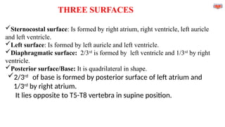 THREE SURFACES
Sternocostal surface: Is formed by right atrium, right ventricle, left auricle
and left ventricle.
Left surface: Is formed by left auricle and left ventricle.
Diaphragmatic surface: 2/3rd
is formed by left ventricle and 1/3rd
by right
ventricle.
Posterior surface/Base: It is quadrilateral in shape.
2/3rd
of base is formed by posterior surface of left atrium and
1/3rd
by right atrium.
It lies opposite to T5-T8 vertebra in supine position.
 