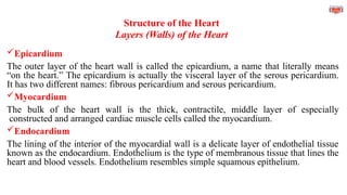 Structure of the Heart
Layers (Walls) of the Heart
Epicardium
The outer layer of the heart wall is called the epicardium, a name that literally means
“on the heart.” The epicardium is actually the visceral layer of the serous pericardium.
It has two different names: fibrous pericardium and serous pericardium.
Myocardium
The bulk of the heart wall is the thick, contractile, middle layer of especially
constructed and arranged cardiac muscle cells called the myocardium.
Endocardium
The lining of the interior of the myocardial wall is a delicate layer of endothelial tissue
known as the endocardium. Endothelium is the type of membranous tissue that lines the
heart and blood vessels. Endothelium resembles simple squamous epithelium.
 