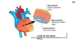 LAYER OF THE HEART
WALL
 