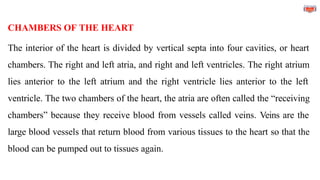 CHAMBERS OF THE HEART
The interior of the heart is divided by vertical septa into four cavities, or heart
chambers. The right and left atria, and right and left ventricles. The right atrium
lies anterior to the left atrium and the right ventricle lies anterior to the left
ventricle. The two chambers of the heart, the atria are often called the “receiving
chambers” because they receive blood from vessels called veins. Veins are the
large blood vessels that return blood from various tissues to the heart so that the
blood can be pumped out to tissues again.
 