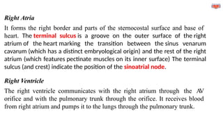 Right Atria
It forms the right border and parts of the sternocostal surface and base of
heart. The terminal sulcus is a groove on the outer surface of the right
atrium of the heart marking the transition between the sinus venarum
cavarum (which has a distinct embryological origin) and the rest of the right
atrium (which features pectinate muscles on its inner surface) The terminal
sulcus (and crest) indicate the position of the sinoatrial node.
Right Ventricle
The right ventricle communicates with the right atrium through the A
V
orifice and with the pulmonary trunk through the orifice. It receives blood
from right atrium and pumps it to the lungs through the pulmonary trunk.
 