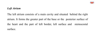 Left Atrium
The left atrium consists of a main cavity and situated behind the right
atrium. It forms the greater part of the base or the posterior surface of
the heart and the part of left border, left surface and sternocostal
surface.
 