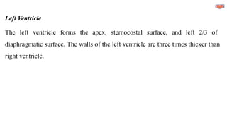 Left Ventricle
The left ventricle forms the apex, sternocostal surface, and left 2/3 of
diaphragmatic surface. The walls of the left ventricle are three times thicker than
right ventricle.
 