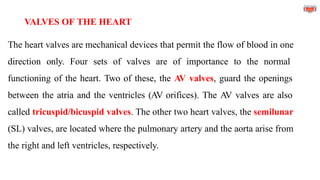 VALVES OF THE HEART
The heart valves are mechanical devices that permit the flow of blood in one
direction only. Four sets of valves are of importance to the normal
functioning of the heart. Two of these, the AV valves, guard the openings
between the atria and the ventricles (AV orifices). The AV valves are also
called tricuspid/bicuspid valves. The other two heart valves, the semilunar
(SL) valves, are located where the pulmonary artery and the aorta arise from
the right and left ventricles, respectively.
 