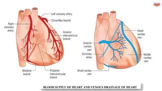 BLOOD SUPPLY OF HEART AND VENOUS DRAINAGE OF HEART
 