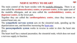 NERVE SUPPLY TO HEART
The main control of the heart resides with the medulla oblongata. There is an
area called the cardioacceleratory centre, or pressor centre, in the upper part of
the medulla oblongata, and an area called the cardioinhibitory centre, or
depressor centre, in the lower part.
Together they are called the cardioregulatory centre, since they interact to
control heart rate, etc.
The sympathetic nervous system acts on the sinoatrial node, speeding up the
depolarisation rate, and therefore increasing the heart rate.
The parasympathetic system works in reverse in order to slow the heart rate
down.
The heart itself has a natural pacemaker, the sinoatrial node, which does not need
a nervous supply to function.
 