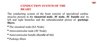 CONDUCTION SYSTEM OF THE
HEART
The conducting system of the heart consists of specialized cardiac
muscles present in the sinuatrial node, A
V node, AV bundle and its
left and right branches and the subendocardial plexus of purkinje
fibers.
 The sinoatrial node (SA Node)
 Atrioventricular node (AV Node)
 Atrioventricular bundle (Bundle of His)
 Purkinje fibers
 