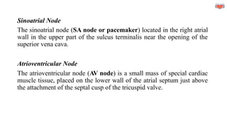 Sinoatrial Node
The sinoatrial node (SA node or pacemaker) located in the right atrial
wall in the upper part of the sulcus terminalis near the opening of the
superior vena cava.
Atrioventricular Node
The atrioventricular node (AV node) is a small mass of special cardiac
muscle tissue, placed on the lower wall of the atrial septum just above
the attachment of the septal cusp of the tricuspid valve.
 