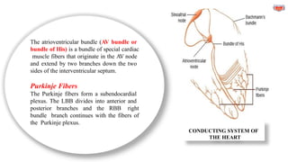 CONDUCTING SYSTEM OF
THE HEART
The atrioventricular bundle (AV bundle or
bundle of His) is a bundle of special cardiac
muscle fibers that originate in the AV node
and extend by two branches down the two
sides of the interventricular septum.
Purkinje Fibers
The Purkinje fibers form a subendocardial
plexus. The LBB divides into anterior and
posterior branches and the RBB right
bundle branch continues with the fibers of
the Purkinje plexus.
 