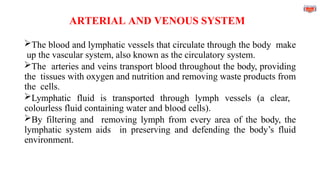 ARTERIAL AND VENOUS SYSTEM
The blood and lymphatic vessels that circulate through the body make
up the vascular system, also known as the circulatory system.
The arteries and veins transport blood throughout the body, providing
the tissues with oxygen and nutrition and removing waste products from
the cells.
Lymphatic fluid is transported through lymph vessels (a clear,
colourless fluid containing water and blood cells).
By filtering and removing lymph from every area of the body, the
lymphatic system aids in preserving and defending the body’s fluid
environment.
 