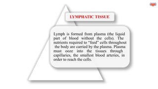 LYMPHATIC TISSUE
Lymph is formed from plasma (the liquid
part of blood without the cells). The
nutrients required to “feed” cells throughout
the body are carried by the plasma. Plasma
must ooze into the tissues through
capillaries, the smallest blood arteries, in
order to reach the cells.
 