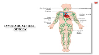 LYMPHATIC SYSTEM
OF BODY
 