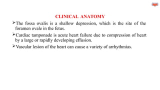 CLINICAL ANATOMY
The fossa ovalis is a shallow depression, which is the site of the
foramen ovale in the fetus.
Cardiac tamponade is acute heart failure due to compression of heart
by a large or rapidly developing effusion.
Vascular lesion of the heart can cause a variety of arrhythmias.
 