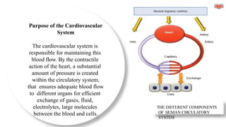 THE DIFFERENT COMPONENTS
OF HUMAN CIRCULATORY
SYSTEM
Purpose of the Cardiovascular
System
The cardiovascular system is
responsible for maintaining this
blood flow. By the contractile
action of the heart, a substantial
amount of pressure is created
within the circulatory system,
that ensures adequate blood flow
to different organs for efficient
exchange of gases, fluid,
electrolytes, large molecules
between the blood and cells.
 