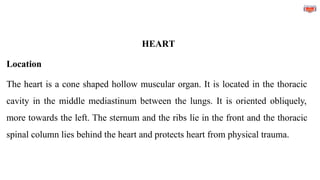 HEART
Location
The heart is a cone shaped hollow muscular organ. It is located in the thoracic
cavity in the middle mediastinum between the lungs. It is oriented obliquely,
more towards the left. The sternum and the ribs lie in the front and the thoracic
spinal column lies behind the heart and protects heart from physical trauma.
 