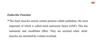 Endocrine Function
The heart muscles secrete certain proteins called cardiokine, the most
important of which is called atrial natriuretic factor (ANF). This has
natriuretic and vasodilator effect. They are secreted when atrial
muscles are stretched by volume overload.
 