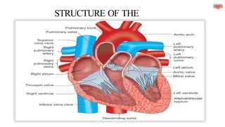 STRUCTURE OF THE
HEART
 