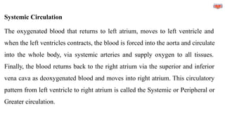 Systemic Circulation
The oxygenated blood that returns to left atrium, moves to left ventricle and
when the left ventricles contracts, the blood is forced into the aorta and circulate
into the whole body, via systemic arteries and supply oxygen to all tissues.
Finally, the blood returns back to the right atrium via the superior and inferior
vena cava as deoxygenated blood and moves into right atrium. This circulatory
pattern from left ventricle to right atrium is called the Systemic or Peripheral or
Greater circulation.
 