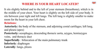 WHERE IS YOUR HEART LOCATED?
It sits slightly behind and to the left of your sternum (breastbone), which is in
the middle of your chest. Your heart is slightly on the left side of your body. It
sits between your right and left lungs. The left lung is slightly smaller to make
room for the heart in your left chest.
Relations:
Anteriorly: the body of the sternum, and adjoining costal cartilages; left lung,
and pleura (apex)
Posteriorly: oesophagus, descending thoracic aorta, azygos, hemiazygos
veins, and thoracic duct
Superficially : bifurcation of the main pulmonary trunk
Inferiorly: diaphragm
Laterally: lungs, pleura
 