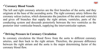 Coronary Blood Vessels
The left and right coronary arteries are the first branches of the aorta, and they
originate at the base of the ascending aorta. The right coronary artery follows the
coronary sulcus (sulcus, which demarcates the junction of the atria and ventricle)
and gives off branches that supply the right atrium, ventricles, parts of the
conducting system and descends posteriorly between the two ventricles as the
posterior inter ventricular branch, supplying the interventricular septum.
Driving Pressure in Coronary Circulation
In coronary circulation the blood flows from the aorta to different coronary
arteries, and then back to the right atrium. Therefore, the pressure difference
between the right atrium and the aorta is the major determining factor of the
coronary blood flow.
 