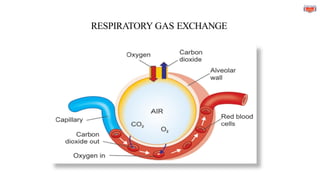 RESPIRATORY GAS EXCHANGE
 