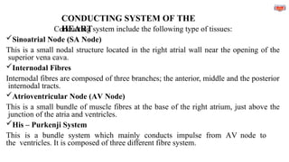 CONDUCTING SYSTEM OF THE
HEART
Conducting system include the following type of tissues:
Sinoatrial Node (SA Node)
This is a small nodal structure located in the right atrial wall near the opening of the
superior vena cava.
Internodal Fibres
Internodal fibres are composed of three branches; the anterior, middle and the posterior
internodal tracts.
Atrioventricular Node (AV Node)
This is a small bundle of muscle fibres at the base of the right atrium, just above the
junction of the atria and ventricles.
His – Purkenji System
This is a bundle system which mainly conducts impulse from AV node to
the ventricles. It is composed of three different fibre system.
 