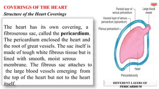 DIFFERENT LAYERS OF
PERICARDIUM
COVERINGS OF THE HEART
Structure of the Heart Coverings
The heart has its own covering, a
fibroserous sac, called the pericardium.
The pericardium enclosed the heart and
the root of great vessels. The sac itself is
made of tough white fibrous tissue but is
lined with smooth, moist serous
membrane. The fibrous sac attaches to
the large blood vessels emerging from
the top of the heart but not to the heart
itself.
 