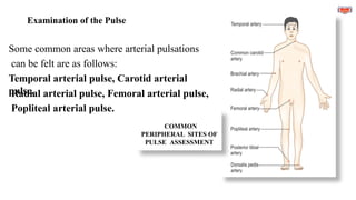 Examination of the Pulse
Some common areas where arterial pulsations
can be felt are as follows:
Temporal arterial pulse, Carotid arterial
pulse,
Radial arterial pulse, Femoral arterial pulse,
Popliteal arterial pulse.
COMMON
PERIPHERAL SITES OF
PULSE ASSESSMENT
 